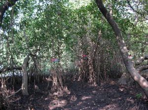 Mangroves in  Sundarbans